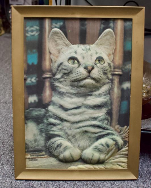 Vintage 3-dimensional cat picture